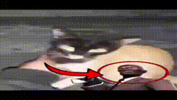 suspicious cat spy tf2